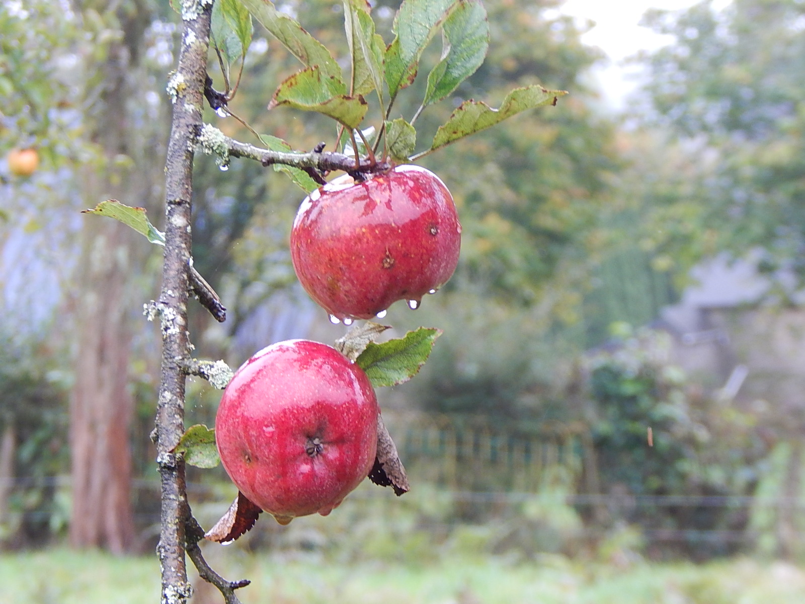randonnee pedestre fougeres