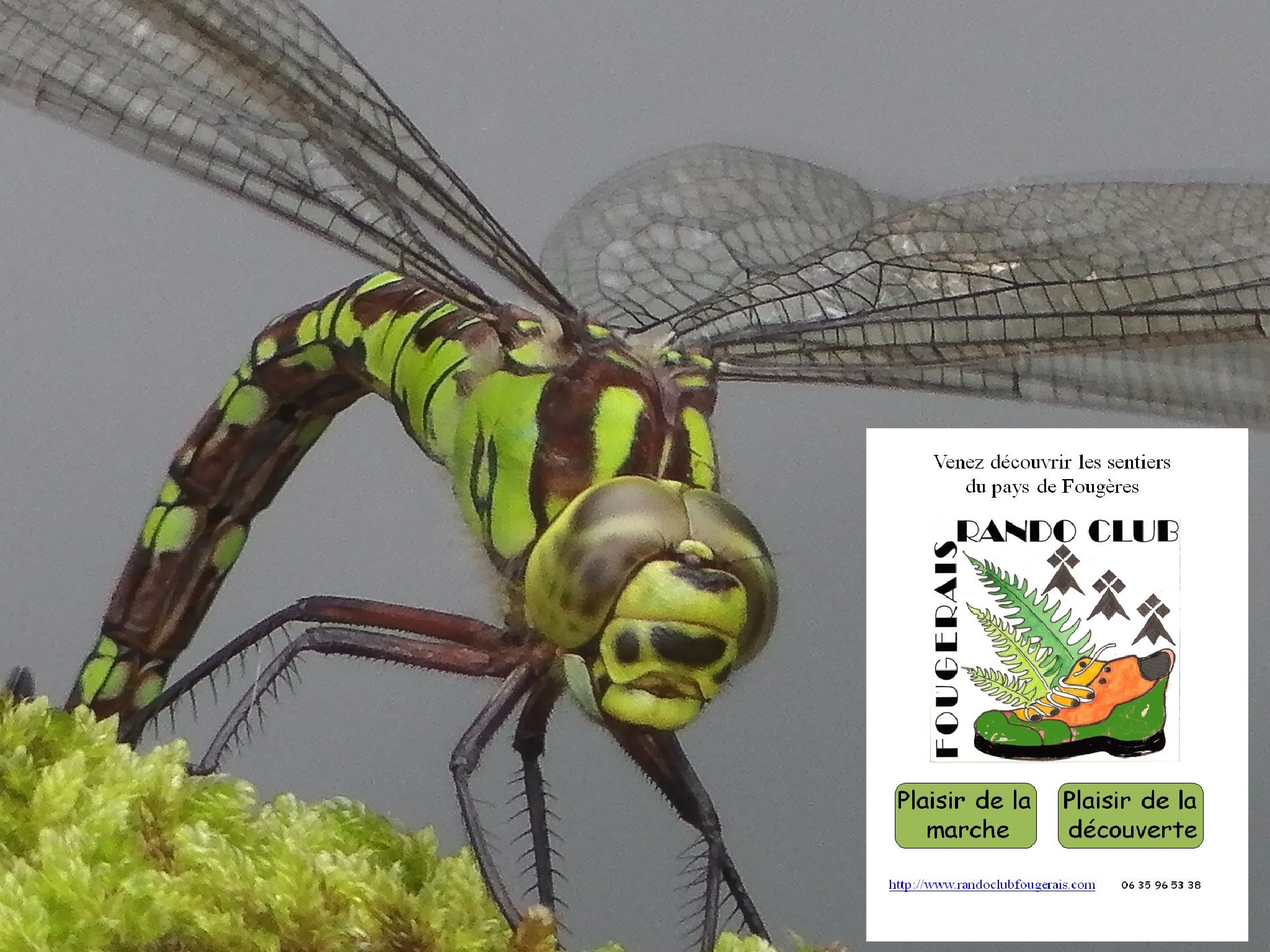 Libellule